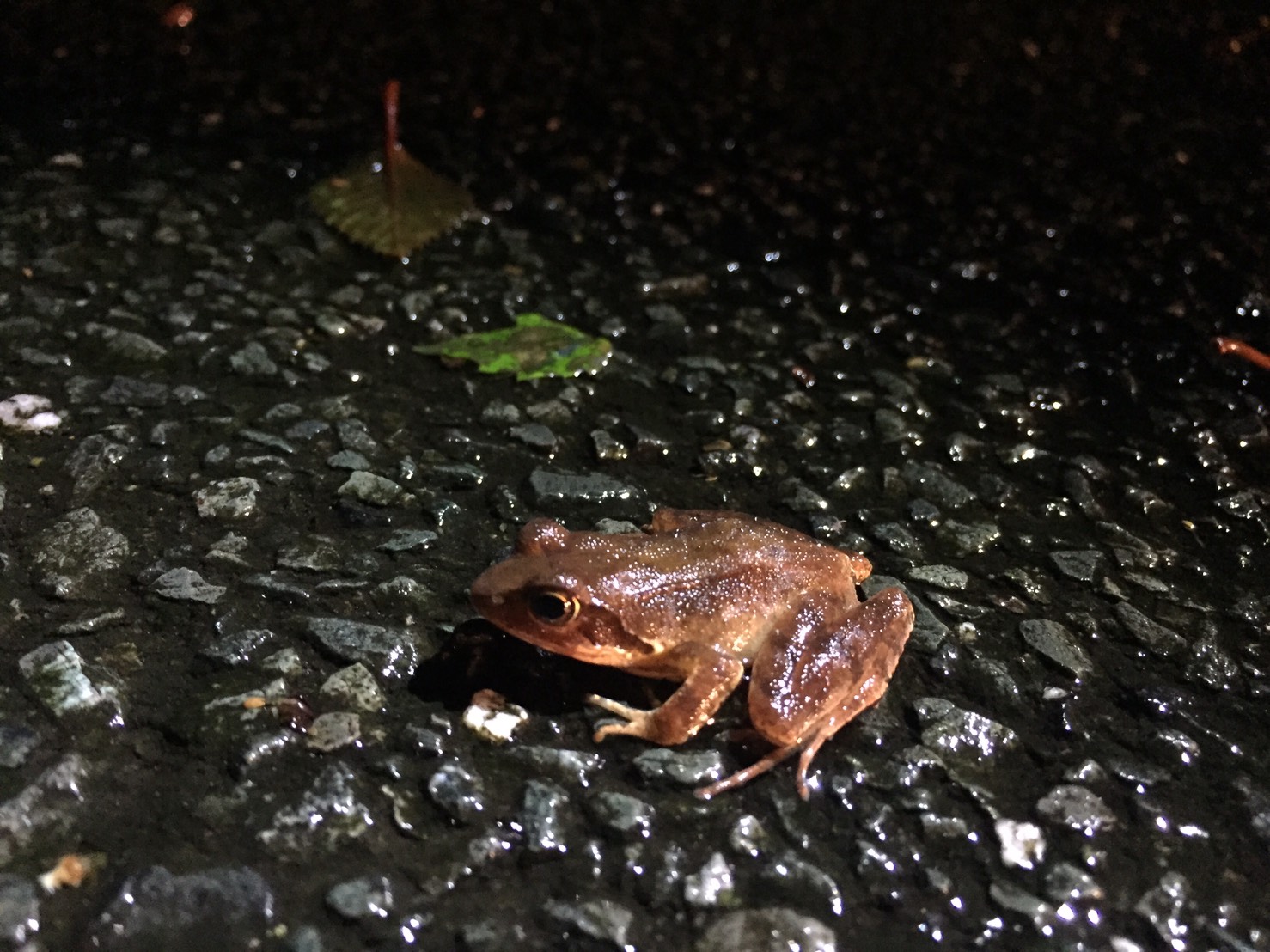 今日もガサガサ日和 Vol 63 雨夜のカエル探し 川遊びマップ