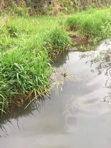 水際に植生