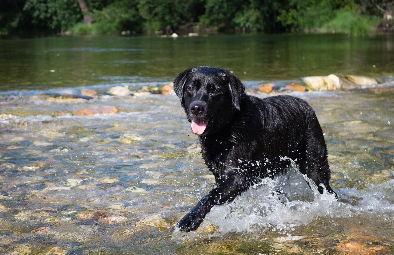 犬と川遊び！持ち物と注意点 | 川遊びマップ