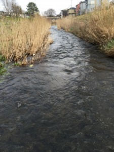 今日も増水中。