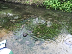 多くの水草が繁茂