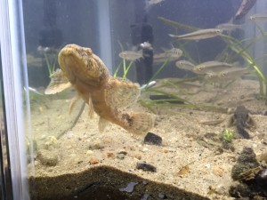 ドンコさん。この水槽の中で一番大きくて、肉食。