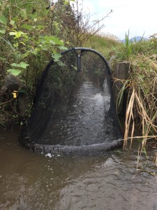 水路ならボッチガサガサでもサデ網が活躍するなぁ。笑