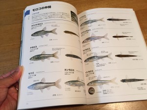 未成魚の見分け方、背面(上から見た)での見分け方は秀逸。