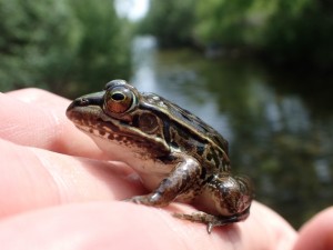 トノサマガエル