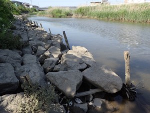 こういう護岸ブロックや岩の間に隠れてます。