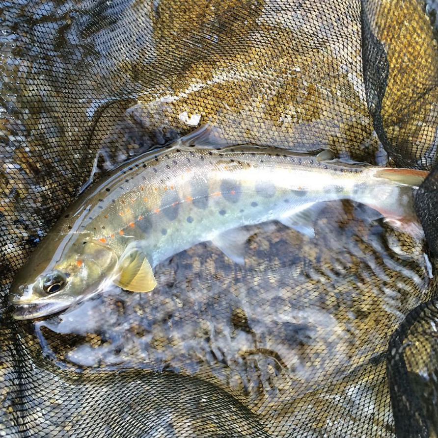 内水面 川 での釣りはもう終わりなのか 川遊びマップ 内水面 川 での釣りはもう終わりなのか 川遊びマップ