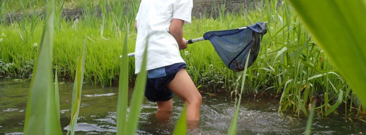 生きものは草のねもとにかくれています